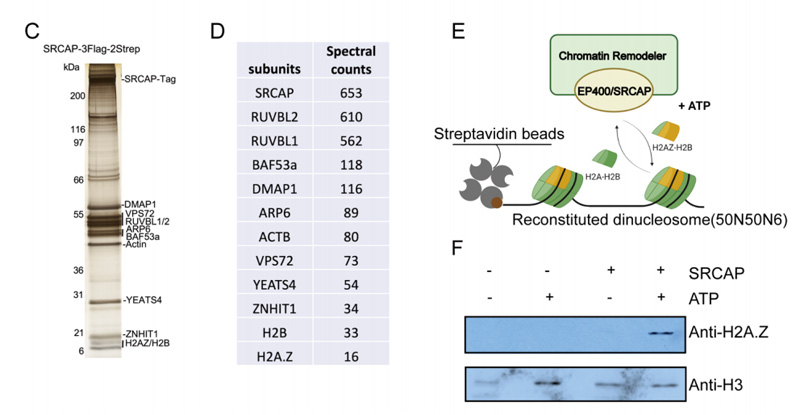 TIP60和SRCAP復(fù)合物中功能模塊的亞基組成以及SRCAP的生化特性 TIP60和SRCAP復(fù)合物中功能模塊的亞基組成以及SRCAP的生化特性