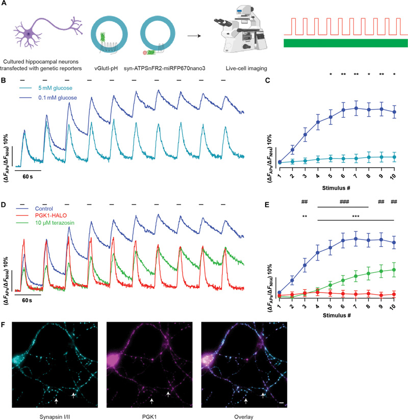 HEK293細(xì)胞中不同激動(dòng)劑的cAMP劑量反應(yīng) HEK293細(xì)胞中不同激動(dòng)劑的cAMP劑量反應(yīng)