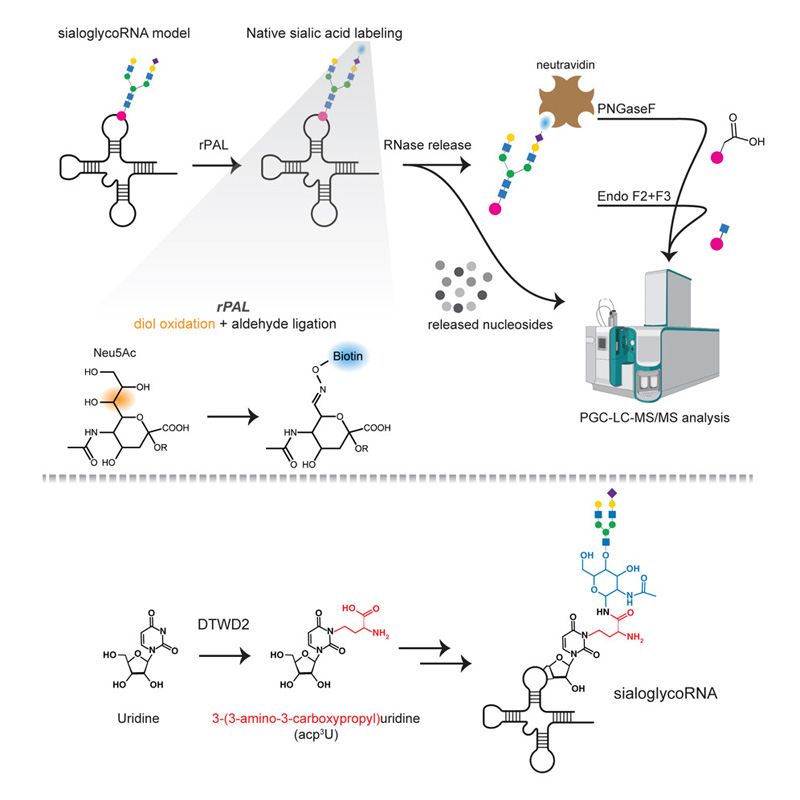 一種靈敏且可擴展的檢測和表征天然糖RNA的方案