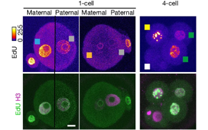 Nature最新發(fā)現(xiàn)顛覆了幾十年來關于DNA復制的假設