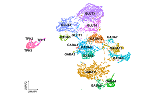 Science：嗎啡緩解疼痛的機制