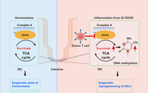 Cell Stem Cell：炎癥會給腸道干細胞留下持久的印象，從而降低它們的愈合能力