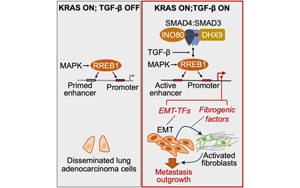 《Cell》新發(fā)現(xiàn)肺癌轉(zhuǎn)移的關(guān)鍵信號(hào)通路