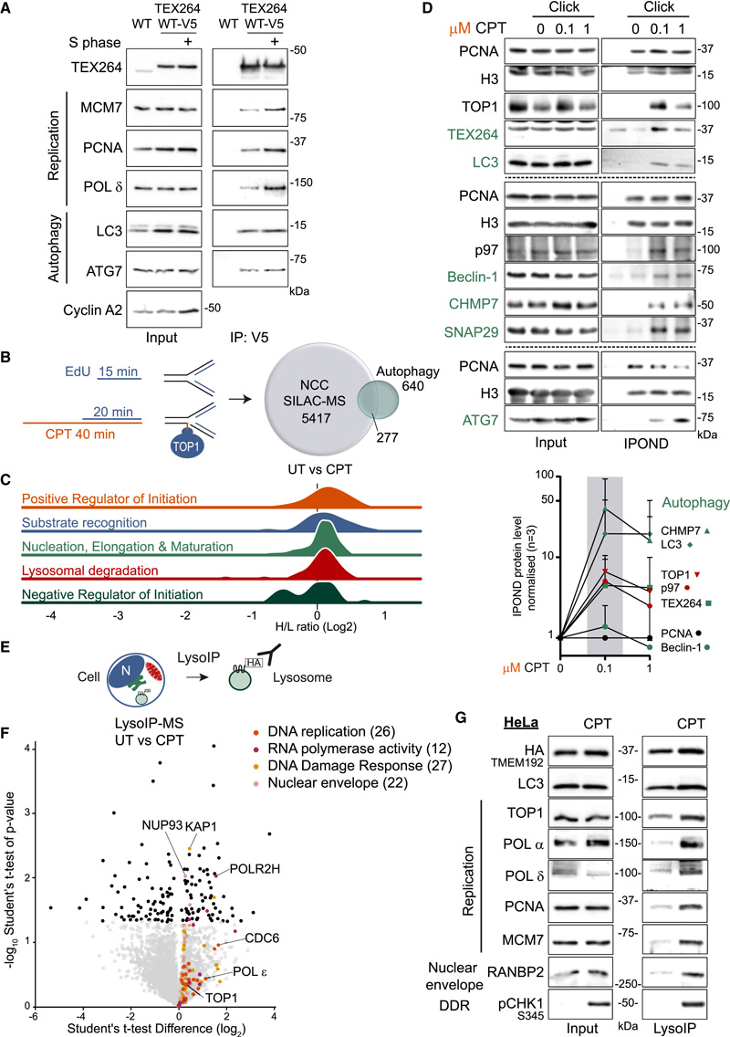 促進DNA修復(fù)和細胞存活
CPT治療后自噬和DNA復(fù)制之間的串?dāng)_