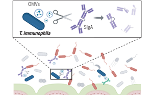 《Science》突破性發(fā)現(xiàn)：腸道細菌操控宿主免疫，科學(xué)家揭示IgA降解細菌