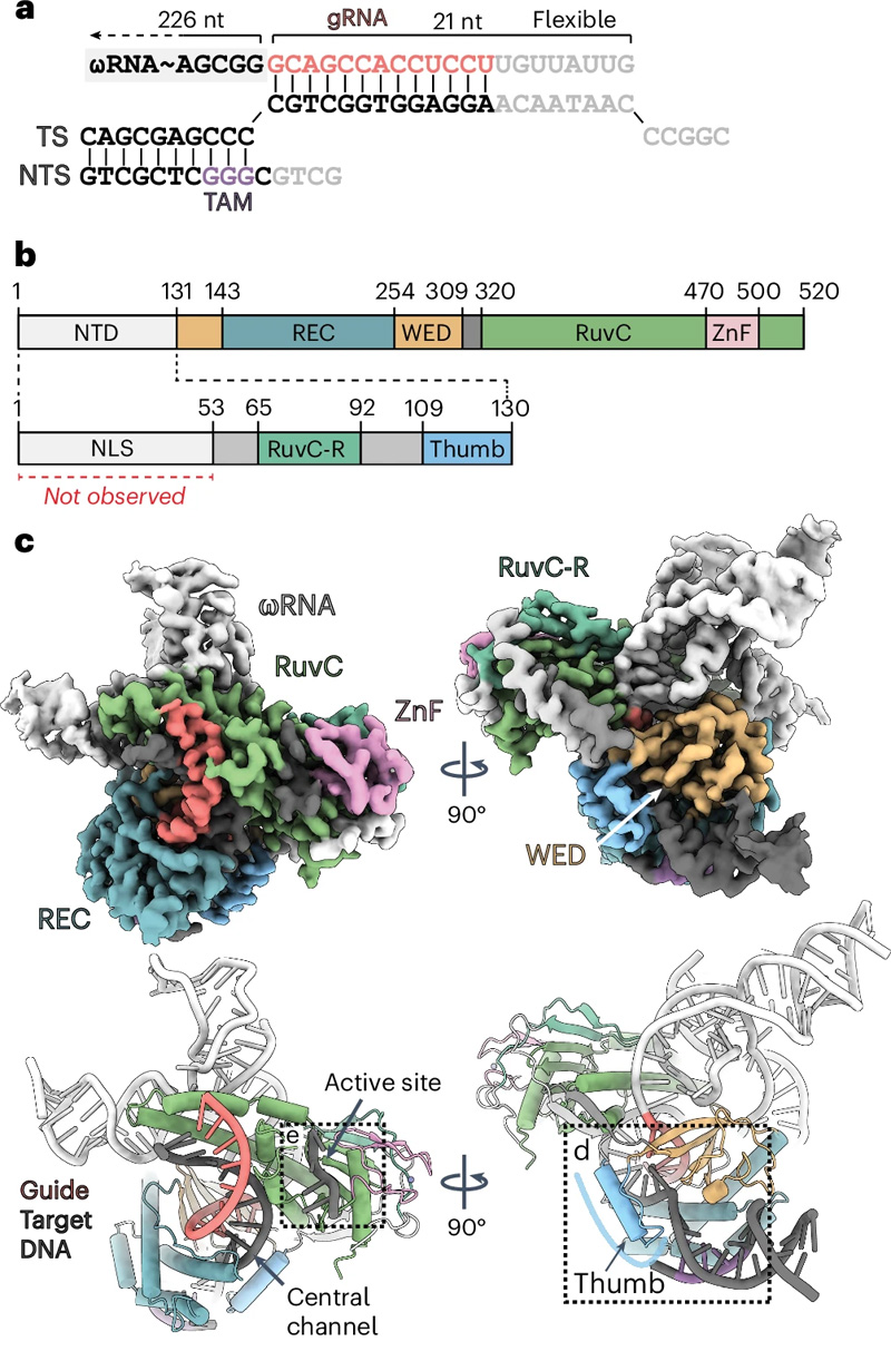 ApmFz2三元配合物的低溫電磁結(jié)構(gòu) ApmFz2三元配合物的低溫電磁結(jié)構(gòu)