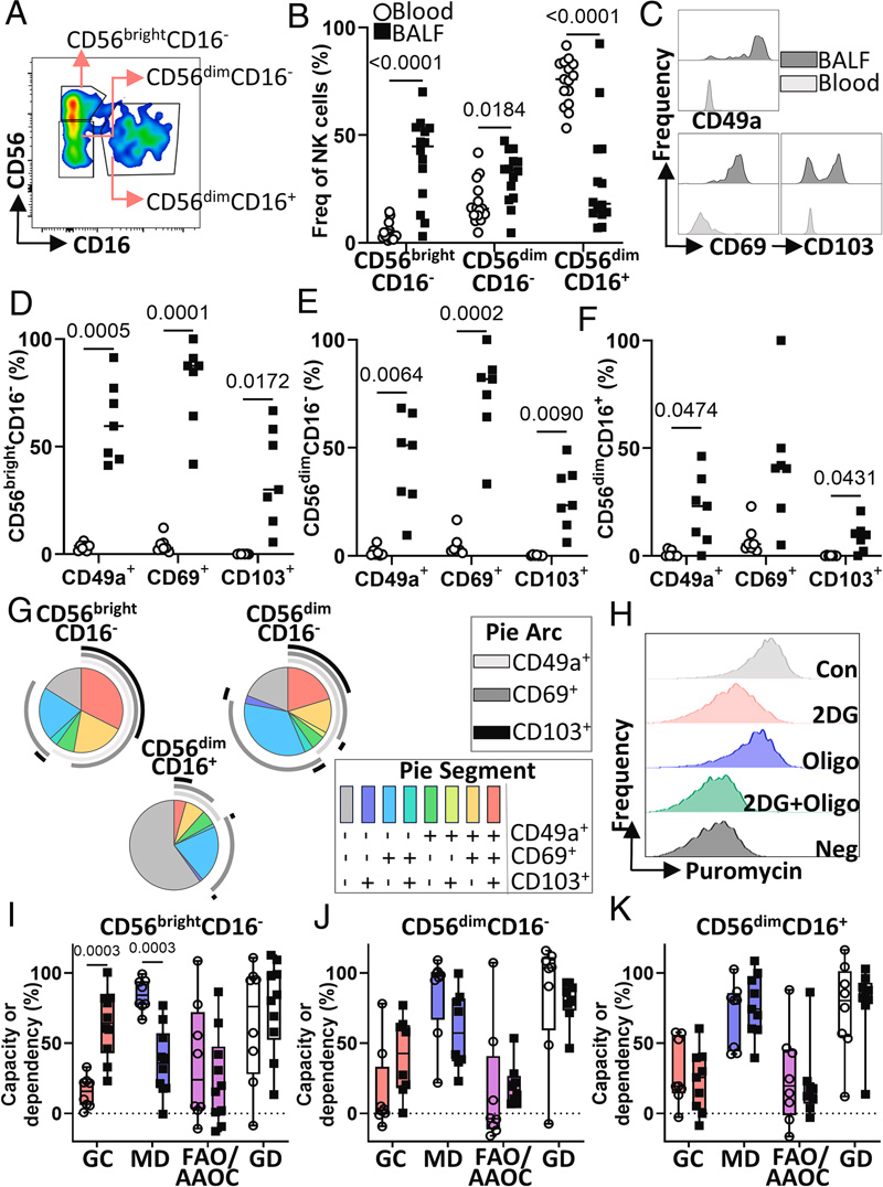 人BALF中的CD56brightCD16-NK細(xì)胞具有組織駐留表型和獨(dú)特的代謝特征 人BALF中的CD56brightCD16-NK細(xì)胞具有組織駐留表型和獨(dú)特的代謝特征