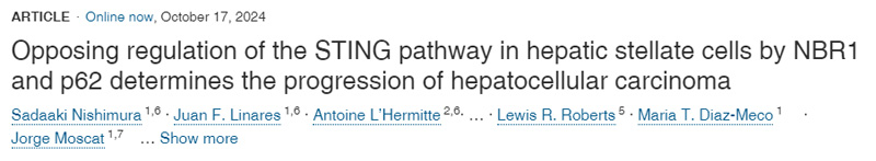 
NBR1和p62對肝星狀細(xì)胞STING通路的反向調(diào)節(jié)決定了肝細(xì)胞癌的進(jìn)展