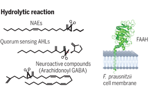 Science：有益的腸道微生物具有驚人的代謝能力！