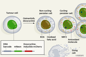 Nature：難怪抗癌“神藥”也救不了腫瘤耐藥！原來是癌細(xì)胞改了代謝方式，更愛脂肪酸