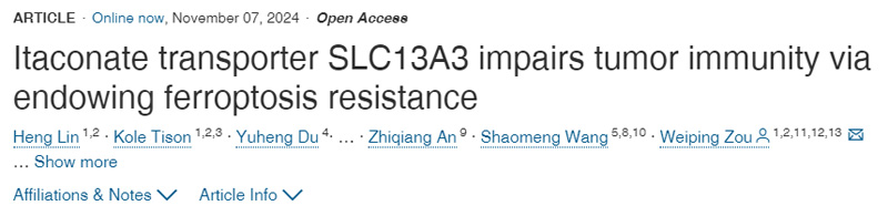 衣康酸轉(zhuǎn)運蛋白SLC13A3通過賦予抗鐵下垂能力損害腫瘤免疫力