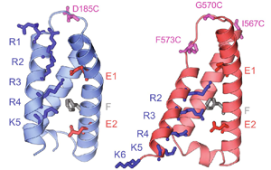 疼痛信號新見解：一種鈣通道蛋白起關(guān)鍵作用