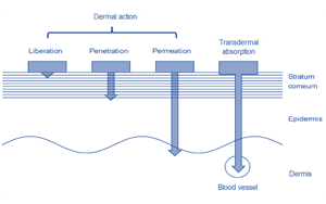 小西技術(shù)貼-透皮吸收率的技術(shù)進展
