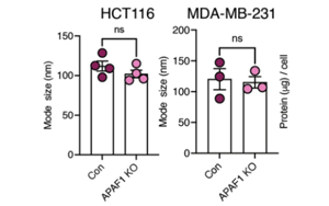 Nature Cancer：腫瘤細胞分泌的EV-DNA作為一種“危險”信號，促進抗轉(zhuǎn)移性免疫反應(yīng)