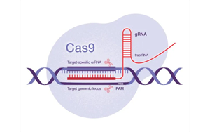 Science：一種開創(chuàng)性的遺傳方法——利用CRISPR-Cas9技術(shù)，激活細菌隱藏的藥物潛能