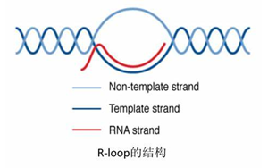Science：真的沒(méi)想到，RNA:DNA這種特殊“三明治”結(jié)構(gòu)與情緒體驗(yàn)密切相關(guān)