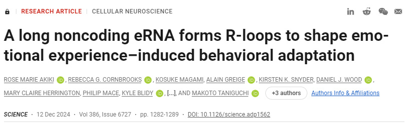 長(zhǎng)的非編碼eRNA形成R環(huán)，以塑造情緒體驗(yàn)誘導(dǎo)的行為適應(yīng)