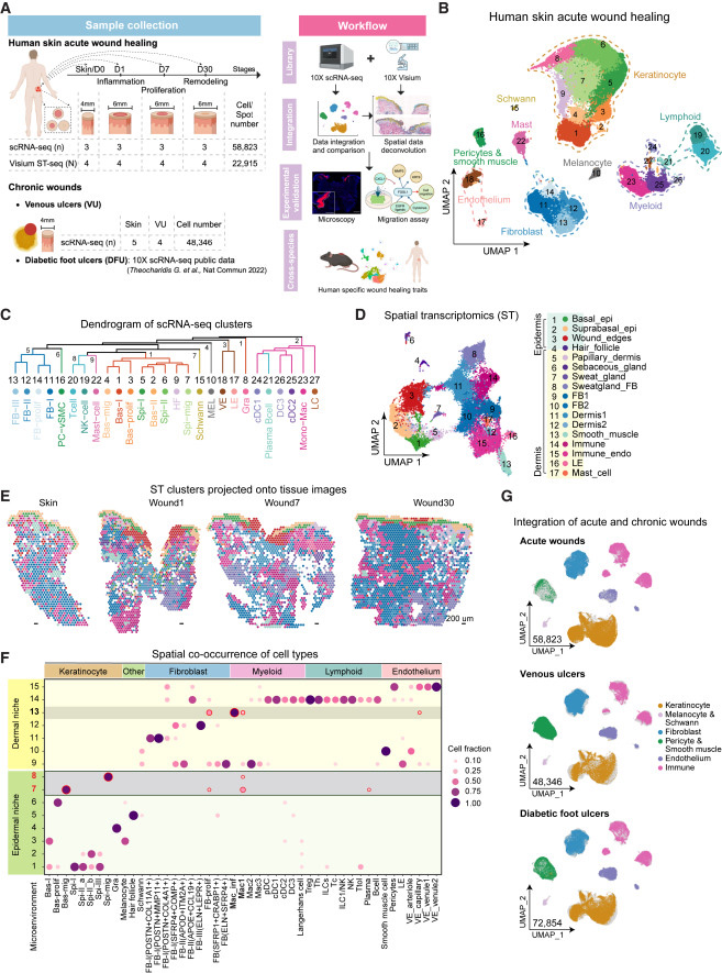 人類皮膚傷口愈合的時空圖 人類皮膚傷口愈合的時空圖