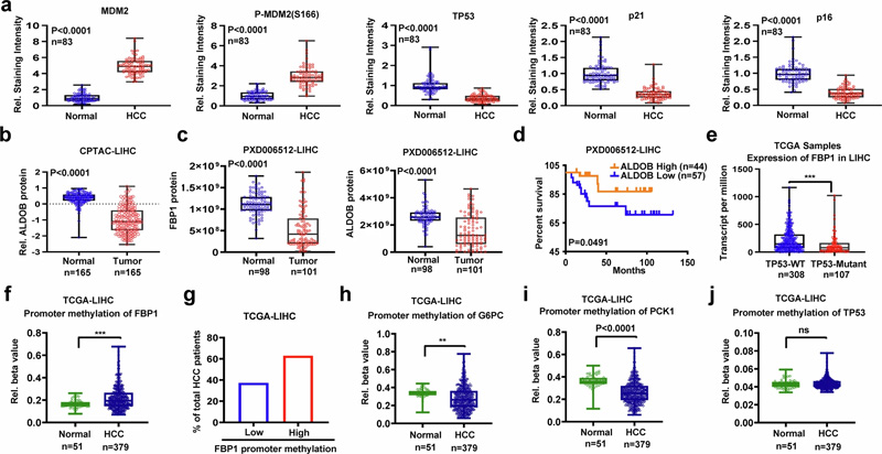FBP1、ALDOB和TP53在人類HCC中下調(diào)