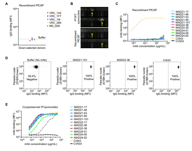MAD21-101單克隆抗體的結合和功能分析 MAD21-101單克隆抗體的結合和功能分析
