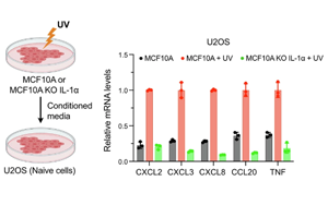 一種以前未知的機(jī)制：當(dāng)細(xì)胞的DNA受損時(shí)，這種機(jī)制會(huì)引發(fā)細(xì)胞的炎癥免疫反應(yīng)
