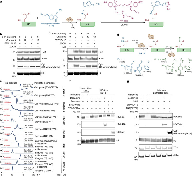 TG2是H3單胺基化的寫(xiě)入、擦除和交換工具