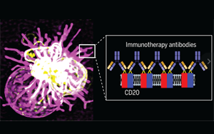 Science先進(jìn)技術(shù)揭示治療性單克隆抗體與CD20分子相互作用機(jī)制