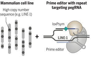 Science：科學(xué)家完成了有史以來最復(fù)雜的人類細(xì)胞系工程！