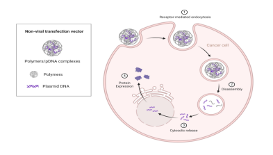 陽離子聚合物轉(zhuǎn)染原理