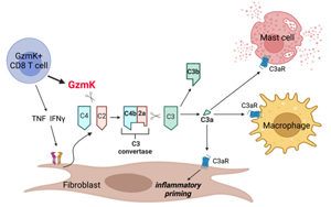 《Nature》免疫系統(tǒng)“自毀”：GZMK激活補(bǔ)體引發(fā)炎癥的全新機(jī)制