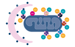 Science重要發(fā)現(xiàn)：逆轉(zhuǎn)線粒體損傷也許能讓糖尿病患者恢復(fù)控糖能力！