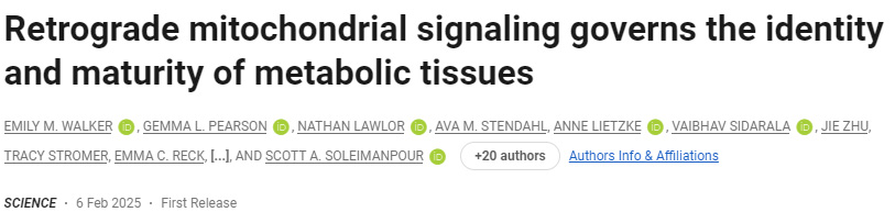 逆轉(zhuǎn)線粒體信號(hào)控制代謝組織的身份和成熟度