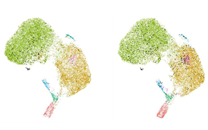 科學(xué)家發(fā)現(xiàn)了一種新的癌癥免疫治療靶點(diǎn)：功能失調(diào)的B細(xì)胞