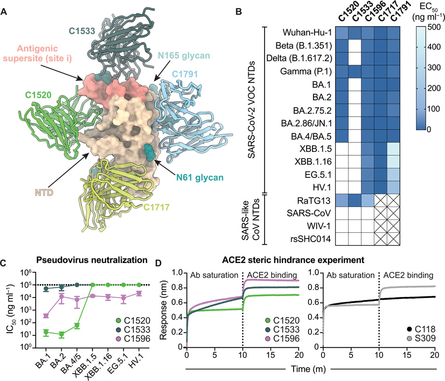 C1596 是一種 NTD 特異性單克隆抗體，對(duì) SARS-CoV-2 Omicron 變異株表現(xiàn)出廣泛的結(jié)合和中和潛力