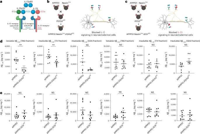 敲除IL-12特異性受體亞基IL12Rβ2可減少淀粉樣蛋白沉積負(fù)荷 敲除IL-12特異性受體亞基IL12Rβ2可減少淀粉樣蛋白沉積負(fù)荷
