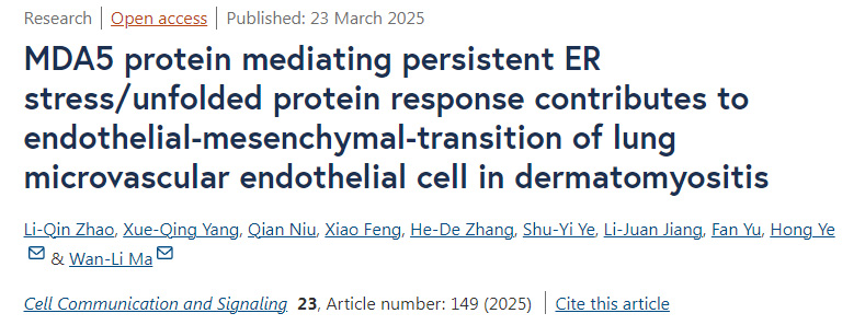 MDA5蛋白介導(dǎo)的持續(xù)性?xún)?nèi)質(zhì)網(wǎng)應(yīng)激/未折疊蛋白反應(yīng)促進(jìn)皮肌炎中肺微血管內(nèi)皮細(xì)胞的內(nèi)皮-間質(zhì)轉(zhuǎn)化
