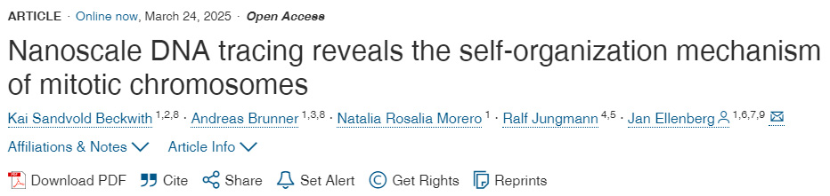 納米級DNA示蹤揭示有絲分裂染色體自組織機制