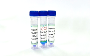 蛋白Marker與DNA Ladder：電泳實驗精準參照的黃金標尺