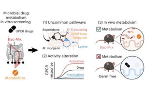 Nature子刊：一些腸道細(xì)菌可能會降低某些藥物的效果！