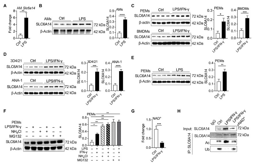 NAD+介導(dǎo)的乙?；龠M(jìn)SLC6A14的表達(dá)
