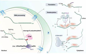 《自然》突破性成果：解決mRNA疫苗的不足之處