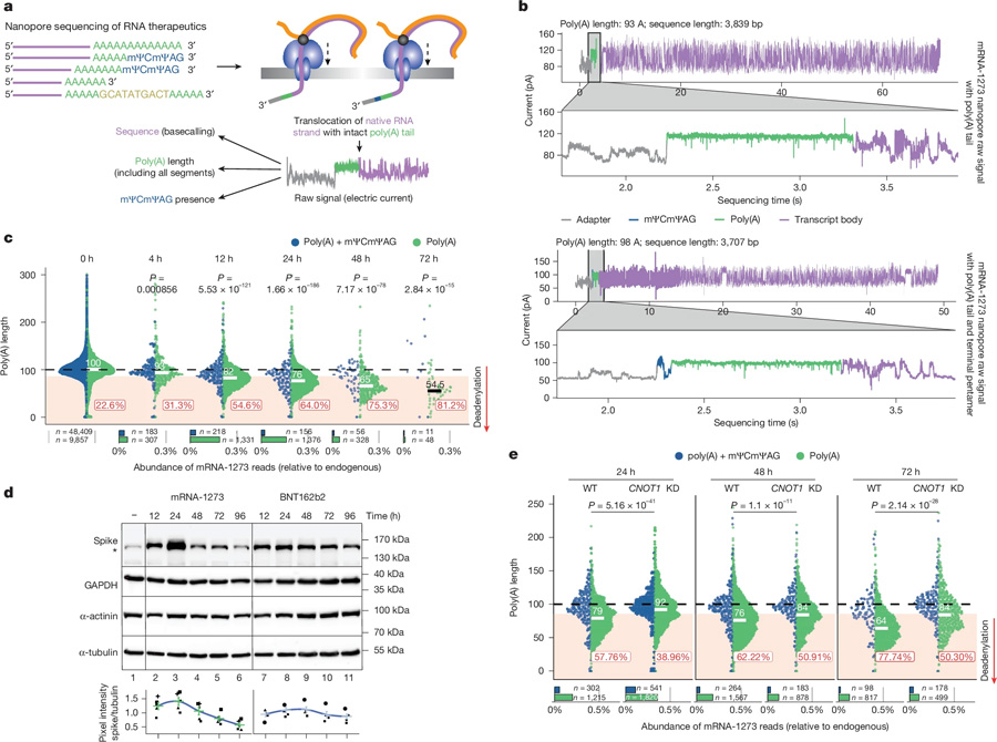 mRNA-1273的DRS揭示了模型細(xì)胞系中CCR4-NOT介導(dǎo)的poly（A）尾部動(dòng)力學(xué)