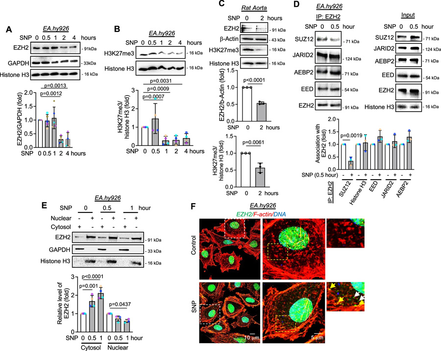 一氧化氮通過誘導SUZ12解離，引發(fā)EZH2蛋白的胞質定位與降解，并伴隨H3K27me3水平的早期下降