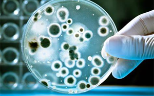 檢測細(xì)胞培養(yǎng)物中微生物污染的新方法