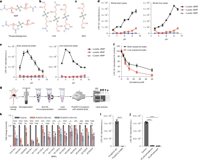 PLA2G15能夠水解BMP脂質(zhì) PLA2G15能夠水解BMP脂質(zhì)