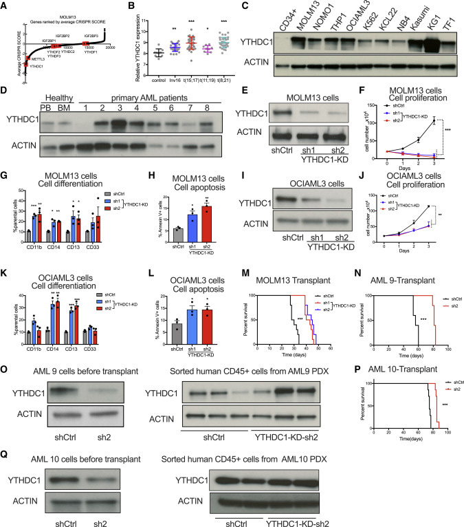  YTHDC1是白血病細(xì)胞存活所必需的