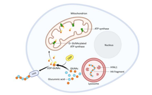 飯后血糖如何控？透明質(zhì)酸酶 -1的意外角色與糖尿病新希望