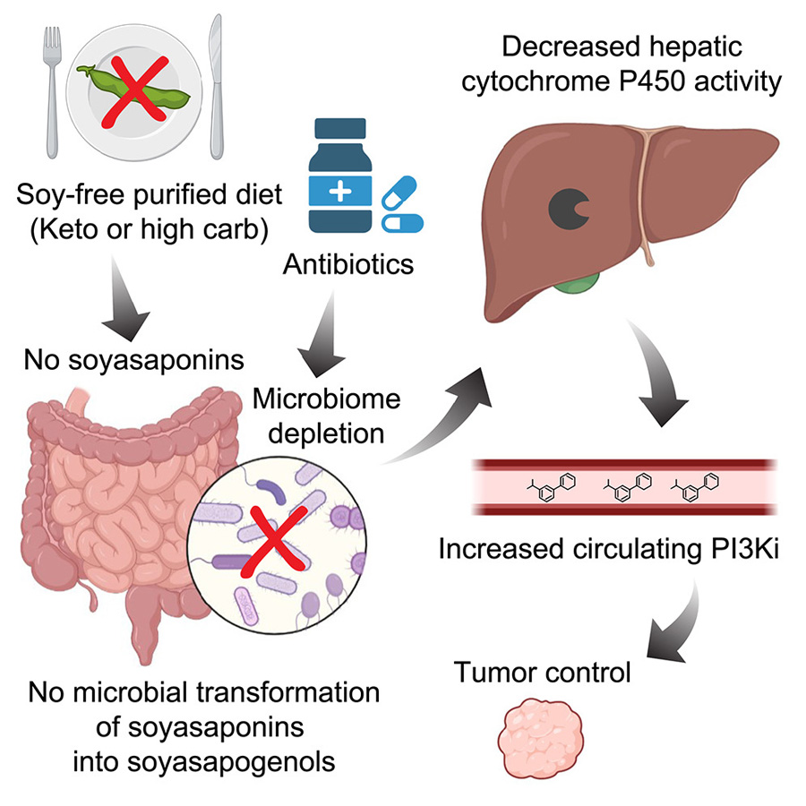  高碳水化合物、低植物化學(xué)物質(zhì)飲食與PI3K抑制協(xié)同治療小鼠癌癥，通過(guò)削減腸道微生物組的抗生素同樣具有此效果
