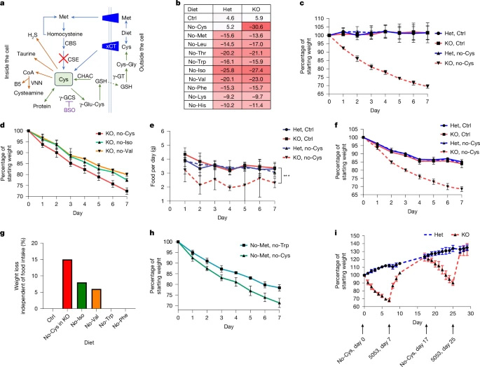半胱氨酸缺乏驅(qū)動(dòng)快速減重 半胱氨酸缺乏驅(qū)動(dòng)快速減重