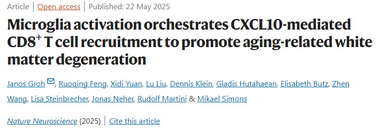  小膠質(zhì)細胞激活調(diào)控CXCL10介導的CD8+ T細胞募集，促進衰老相關白質(zhì)變性